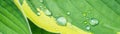 Closeup of fresh green yellow Plantain lilies Hosta Asparagaceae, with dew water drop in the morning - Plant leaf background Royalty Free Stock Photo