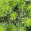 Closeup of fresh green Canadian fleabane grasses background