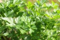 Closeup of Fresh Growing Parsley