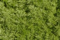 Closeup of fresh growing sweet wormwood (Artemisia Annua) grasses in the wild field,