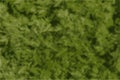 Closeup of fresh growing sweet wormwood (Artemisia Annua) grasses in the wild field