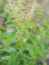 Closeup fresh herb called Thai Holy Basil (Ocimum