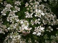 Cilantro flowers and leaves. Coriander flowers flowers closeup. White tiny flowers of coriander in house plant