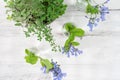 Closeup of fresh herbs and spring flowers on rustic white background Royalty Free Stock Photo