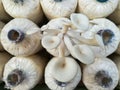 Closeup fresh Indian Oyster in a mushroom cube.