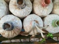 Closeup fresh Indian Oyster in a mushroom cube