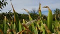 Closeup of fresh iris leaves with dried wrinkled brown ends with blurred background of rural landscape with blue sky.