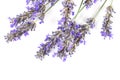 A closeup of fresh lavender flowers in bloom, on a white background Royalty Free Stock Photo