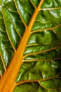 Closeup of fresh leaf of chard Swiss chard Royalty Free Stock Photo