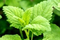 Closeup, fresh lemon balm leaves, Melissa officinalis for essential oil or medical ingredient Royalty Free Stock Photo