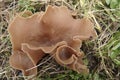 Closeup on a fresh lightbrown Bay cup mushroom, Peziza badia, pushing from the ground up