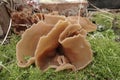 Closeup on a fresh lightbrown Bay cup mushroom, Peziza badia, pushing from the ground up