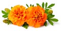 Closeup of fresh marigold flower isolated on white Royalty Free Stock Photo