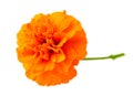 Closeup of fresh marigold flower isolated on white Royalty Free Stock Photo
