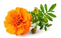 Closeup of fresh marigold flower isolated on white Royalty Free Stock Photo