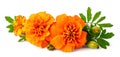 Closeup of fresh marigold flower isolated on white Royalty Free Stock Photo