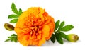 Closeup of fresh marigold flower isolated on white Royalty Free Stock Photo