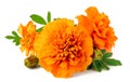 Closeup of fresh marigold flower isolated on white Royalty Free Stock Photo