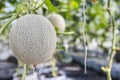 Closeup fresh melon fruit from the garden in Thailand