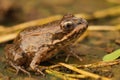 Closeup on a fresh metamorphosed froglet of the Edible frog, Pelophylax esculentus Royalty Free Stock Photo