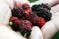 Fresh red mulberries on the branch