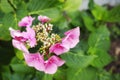 Closeup of fresh Musk mallow flower in a garden. Macro details of a bunch of beautiful pink petals growing in a calm Royalty Free Stock Photo