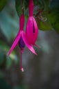 Fuschia Flower Royalty Free Stock Photo