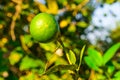 Closeup Fresh Organic Green Lime on Blur Background