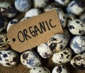 Closeup of fresh organic quail eggs