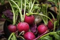Closeup of fresh organic radishes