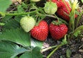 Closeup of fresh organic strawberries