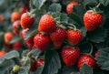 Closeup of fresh organic strawberries growing on the vine Royalty Free Stock Photo