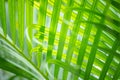 Closeup fresh palm leaf under sunlight.