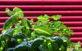 Closeup of fresh parsley and basil plants in kitchen, purple venetian blind background - fresh cooking herbs concept