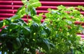 Closeup of fresh parsley and basil plants in kitchen, purple venetian blind background - fresh cooking herbs concept