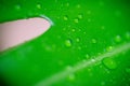 Closeup on a fresh Philodendron monstera leaf with raindrops Royalty Free Stock Photo