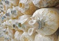 Closeup fresh Phoenix mushroom ( Indian Oyster )