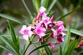 Bunch of fresh pink Flowers hanging in Tree