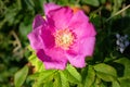 Closeup of a fresh pink Rosa Rugosa or fuchsia blooming Beach Rose conveys love concept, freshness and intimacy illustration Royalty Free Stock Photo