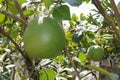 Closeup fresh pomelo