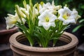 closeup of a fresh pot of lily flowers growing in nature Royalty Free Stock Photo