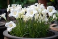 closeup of a fresh pot of lily flowers growing in nature Royalty Free Stock Photo