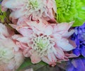 Closeup Fresh Pretty Dahlia Flowers Bouquet