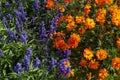 Closeup of fresh purple flowers of sage or Salvia divinorum and orange cosmos flowers in a garden