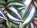 Closeup fresh purple heart leaf of plant in garden with blurred background,macro image ,sweet color, green leaf Royalty Free Stock Photo