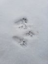 Closeup of fresh rabbit footprints in snow