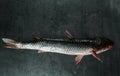 Closeup fresh raw fish mullet isolated on a dark grey background