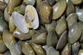 Closeup fresh raw Short necked clam background Royalty Free Stock Photo