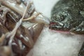 Closeup of fresh raw squid a flat fish head at Kotor farmer`s market,Kotor,Montenegro Royalty Free Stock Photo