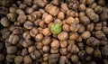Closeup of fresh raw walnut in peel lying on pile of dried walnuts Royalty Free Stock Photo